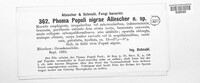 Stictochorella populi-nigrae image